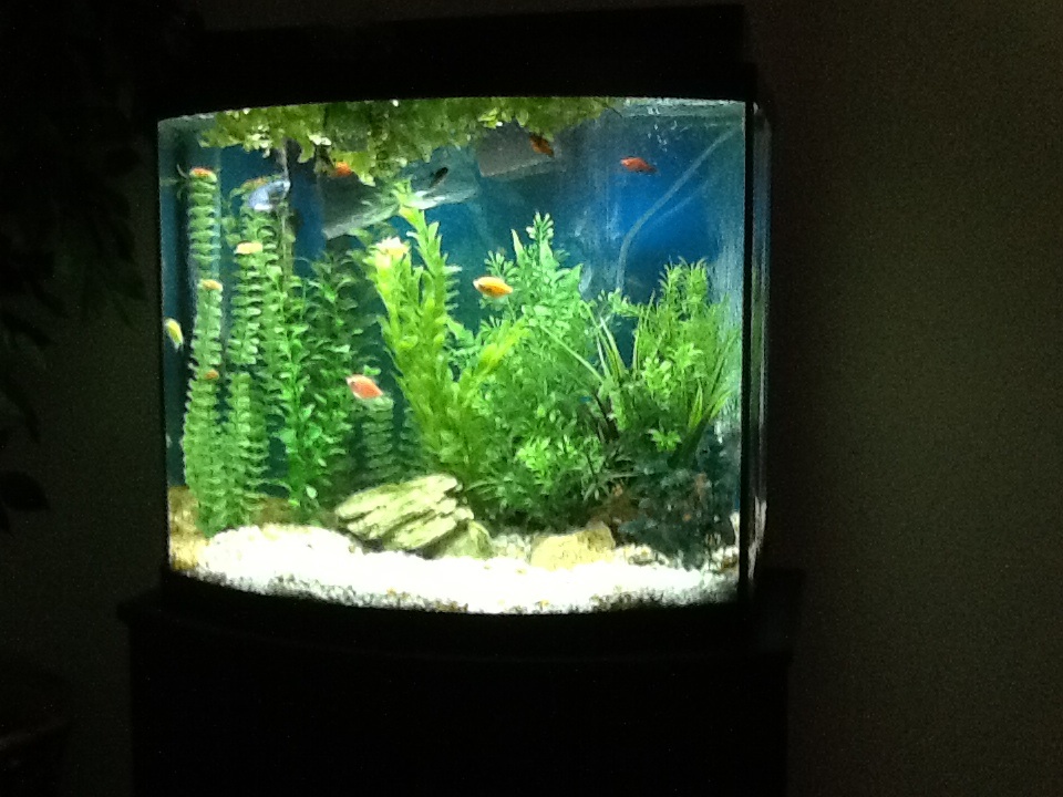 My first aquarium the day the last two cories arrived.