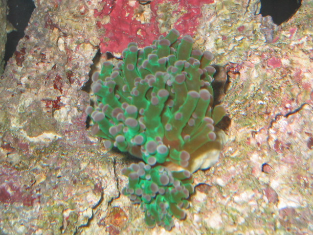 My first coral frag - Frogspawn Coral