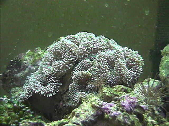My first corals