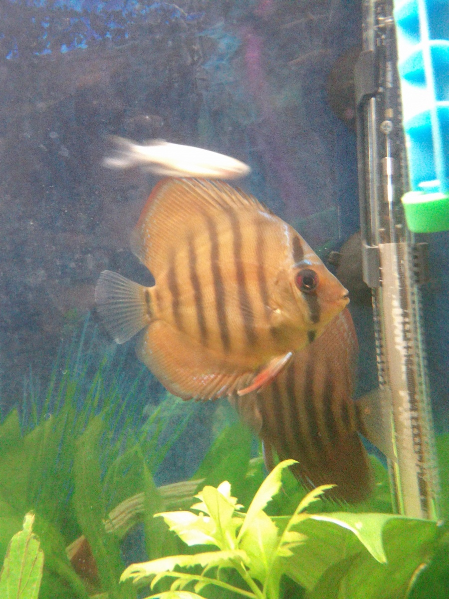 My first discus fish 1