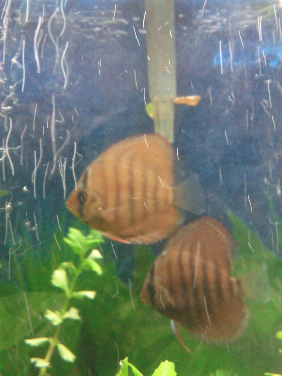 My first discus fish 2