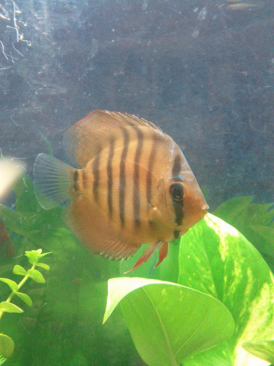 My first discus fish 3