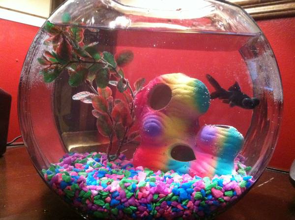 My first fish is a Black Moor named CoCo Chanel
