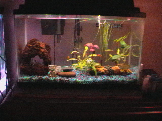 My first fish tank ever, it's fresh water.  I'm so happy with it. :-)
