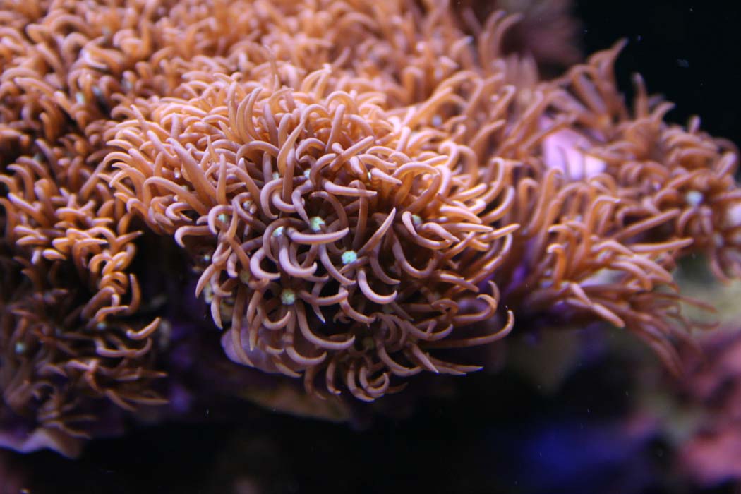 My first real corals
