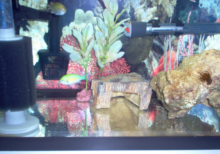 My first SW fishes hanging out in the QT pending the setup of the main tank.