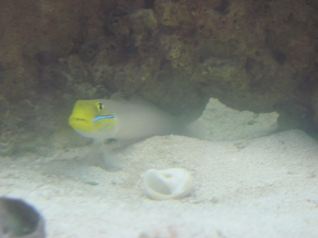 my fish tank 006