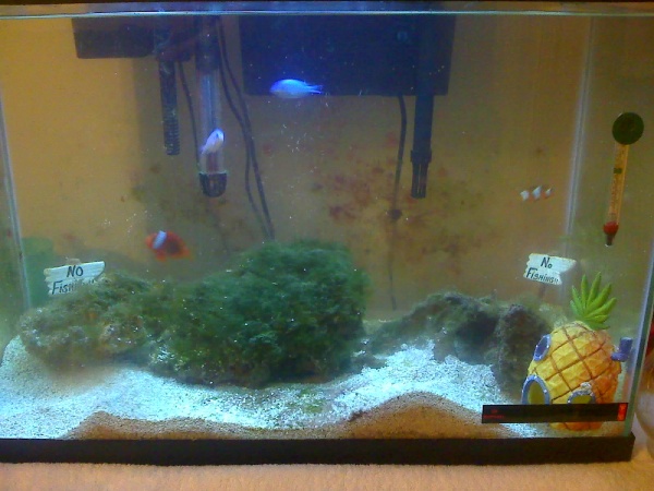 my fish tank...it's a start
