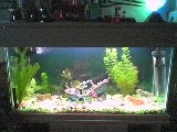 my fish tank3