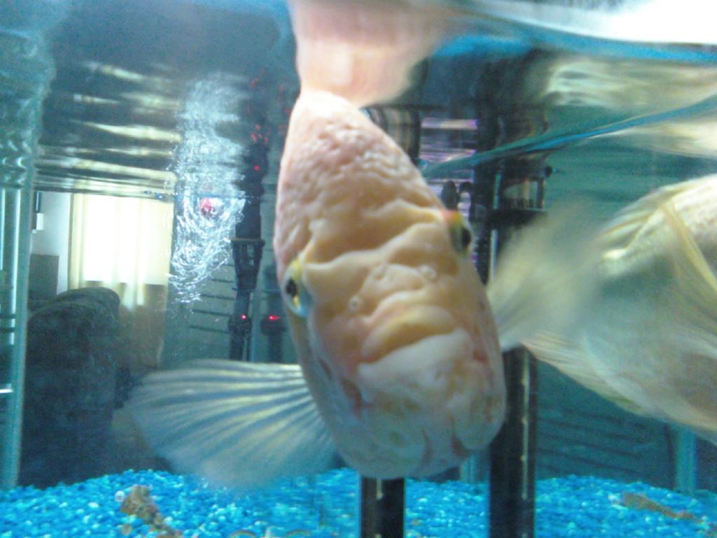 my fishy b4 he got ill and after