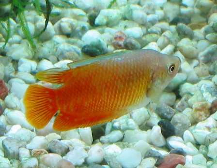 My Flame Dwarf Gourami male, a bit over 5 cm/ 2 inches in total length. The boss of his tank.