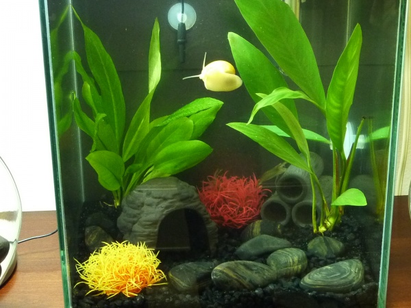 My Fluval Chi 6.6 gallon with George and Luigi on tubes in bottom right! ;0)