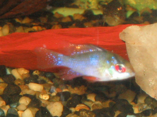 My German blue ram, about 1.5" long.  An active and irridescent beauty