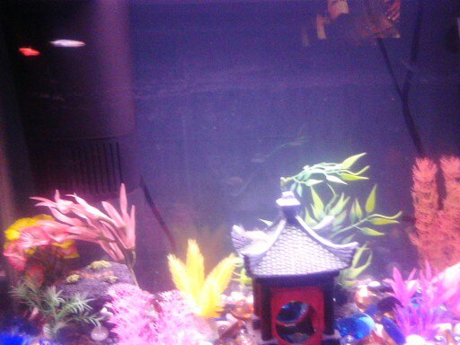 My Glofish