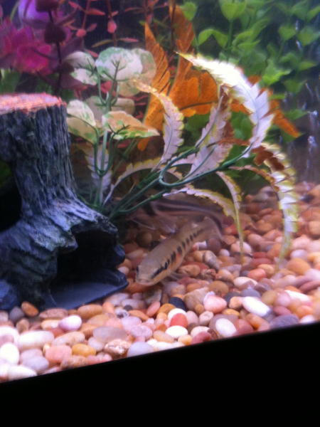 my golden pike .. cool fish