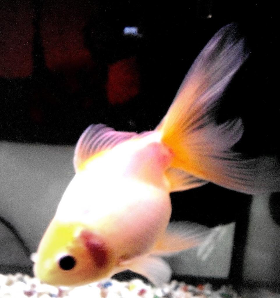 my goldfish Darwin