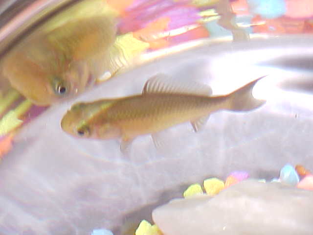 My Goldfish named Oscar