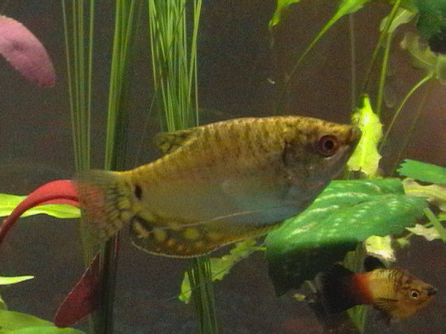 My Gourami.  He rules his tank with an iron fin.