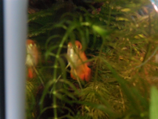My hiding Honey Gourami. (I can never get pictures of him...)