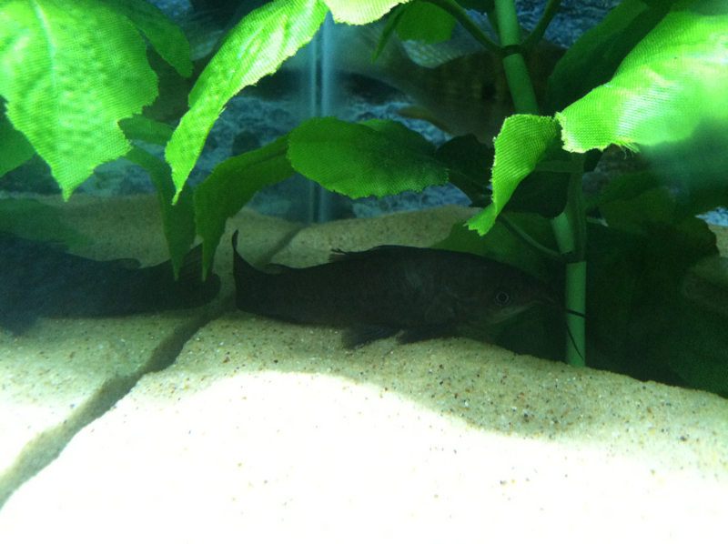 My hoplo catfish
