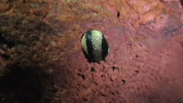 My horned nerite snail. Also arrived with the chilis, but this picture was taken yesterday, June 10, 2011. He is very cute.