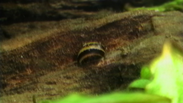 My horned nerite snail...doing his job. :-) June 10, 2011