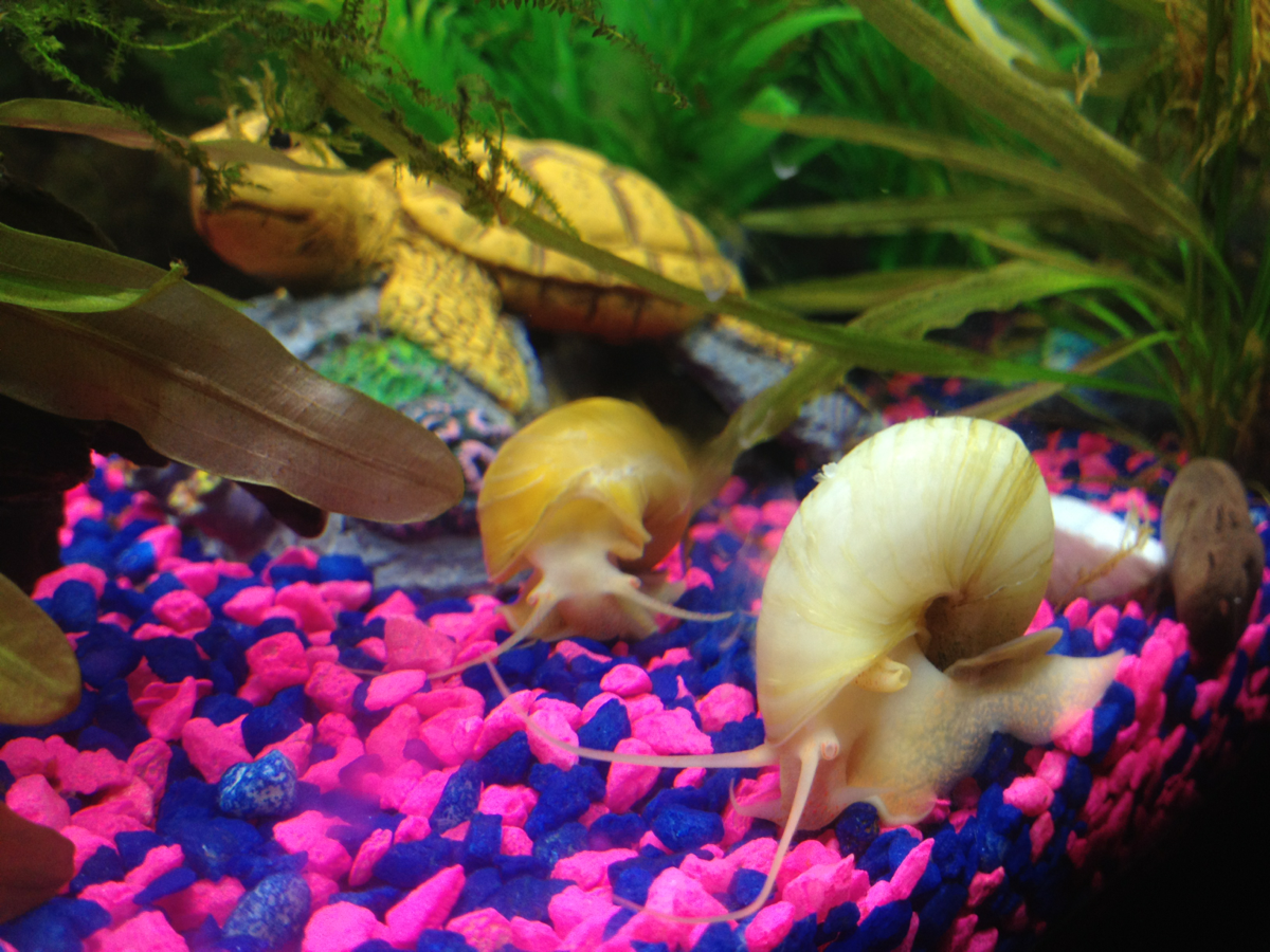 My huge snails