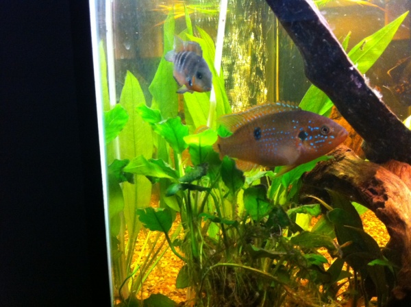 My juvinille Firemouth Cichlid and my Beautiful Red Jewel Cichlid. =]
