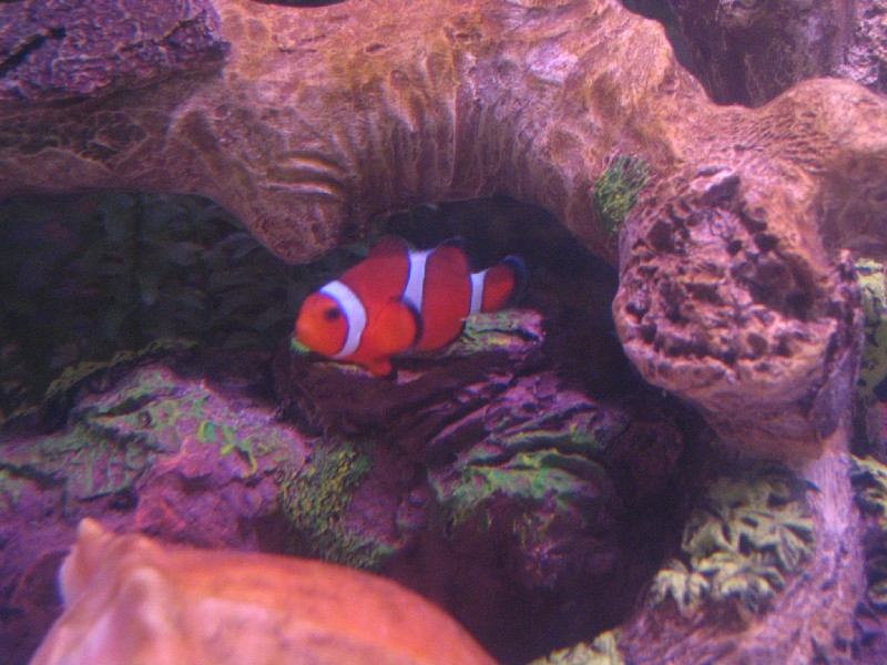 My kids call him Nemo.