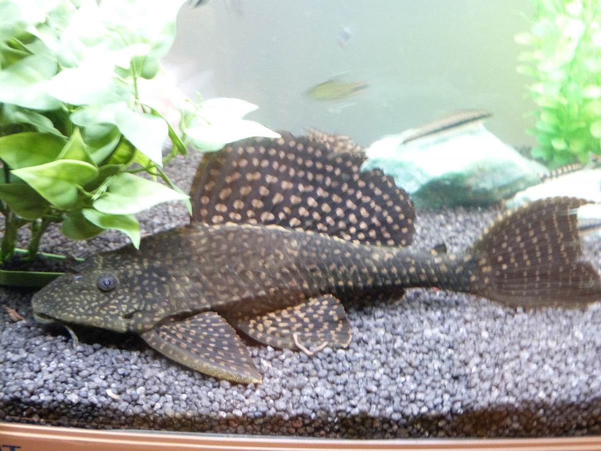My largest pleco, he is 9"