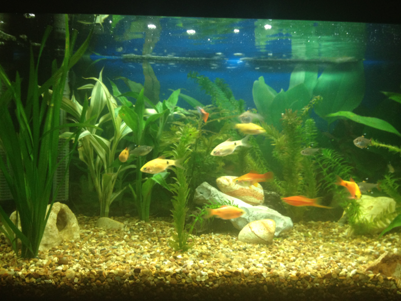 My little aquarium.