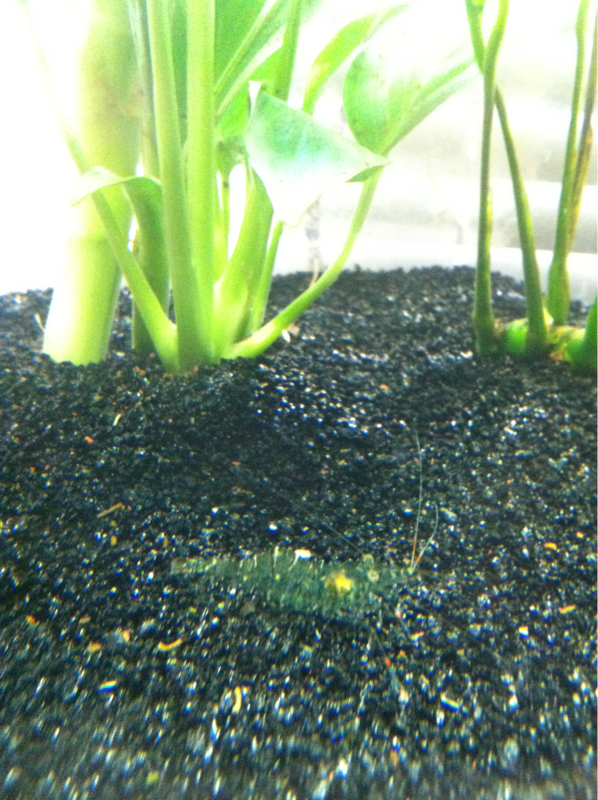 My little ghost shrimp ^_^