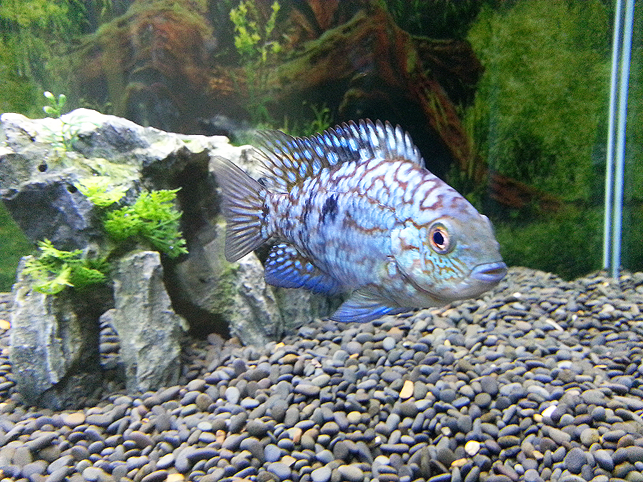 My little Green Texas cichlid growing.