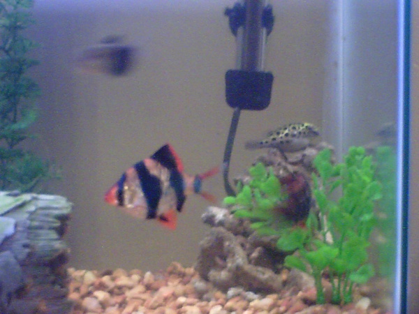 my little puffer Subby and his buddy, the tiger barb~