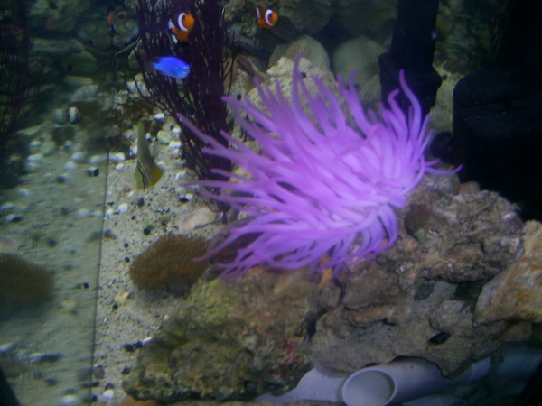 my long tentacled anemone