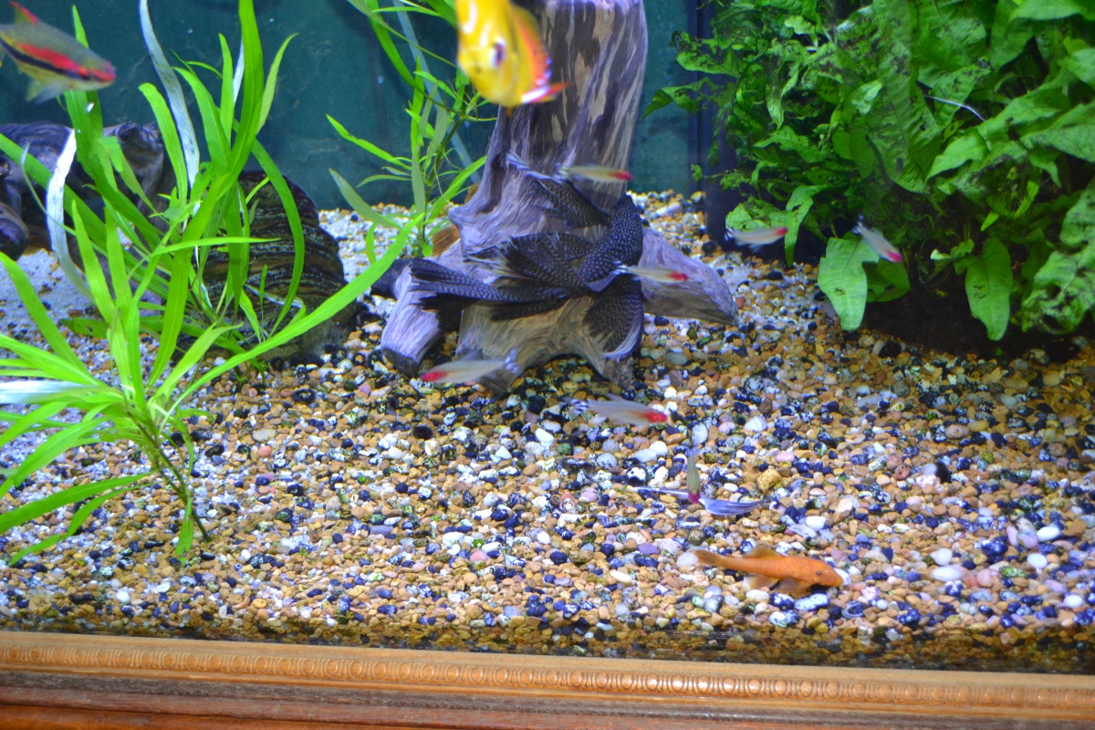 My longfin butterfly pleco
GOURGEOUS!