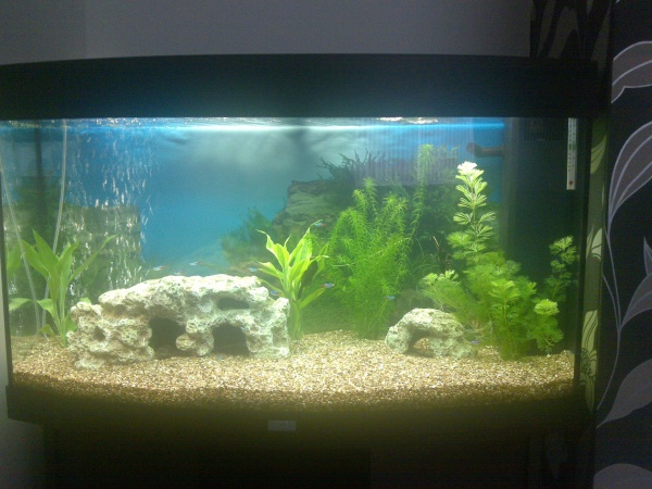 my lovely aquarium