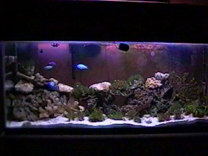 my macro algae and real live rock tank