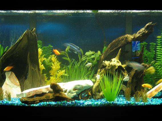 My main large tank. Its becoming more and more a cichlid tank.