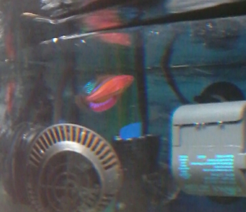 My male McCosker's flasher wrasse 'Flash' flashing at his own reflection.