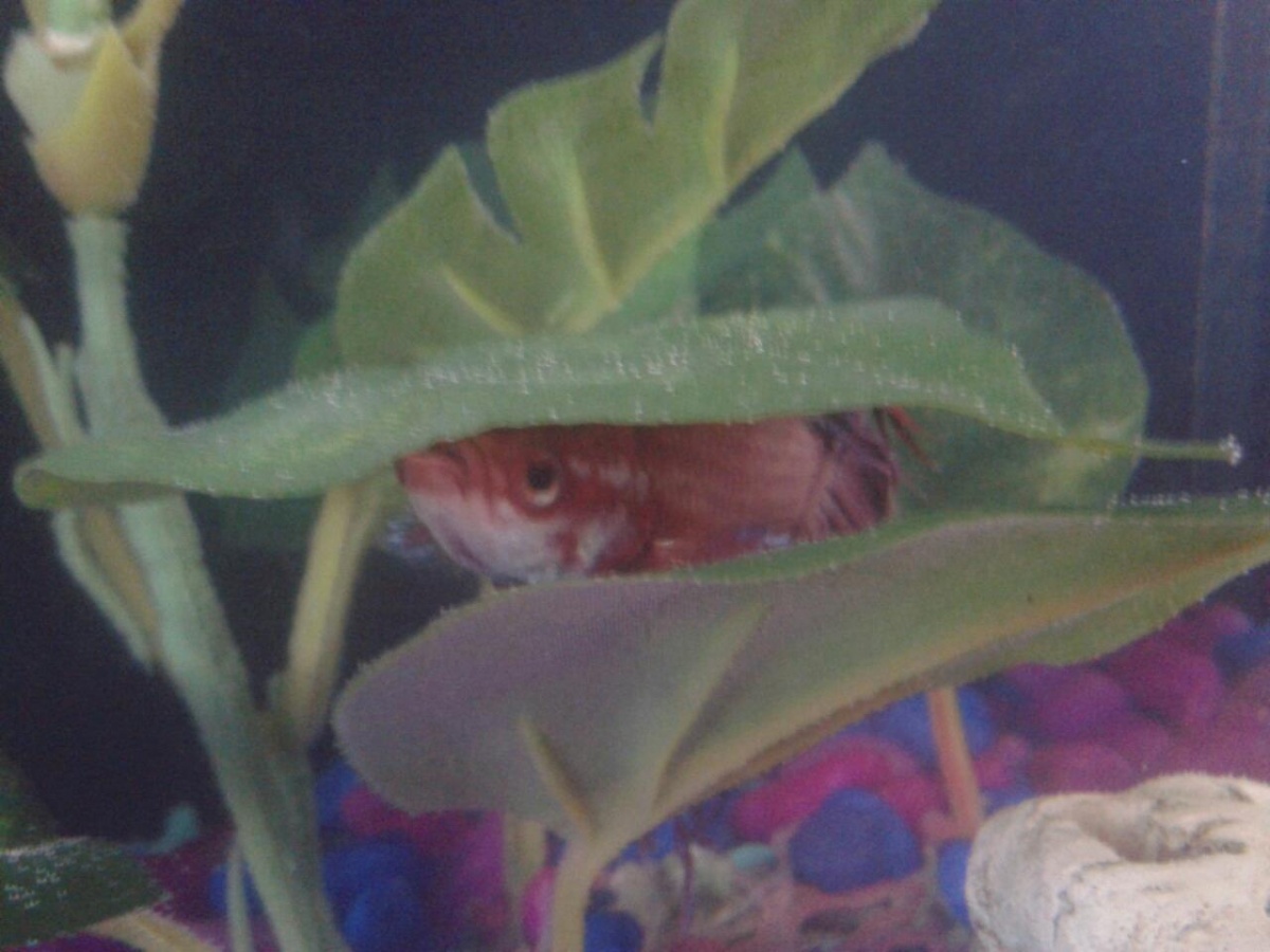 my male Siamese fish
(had him for a few years)