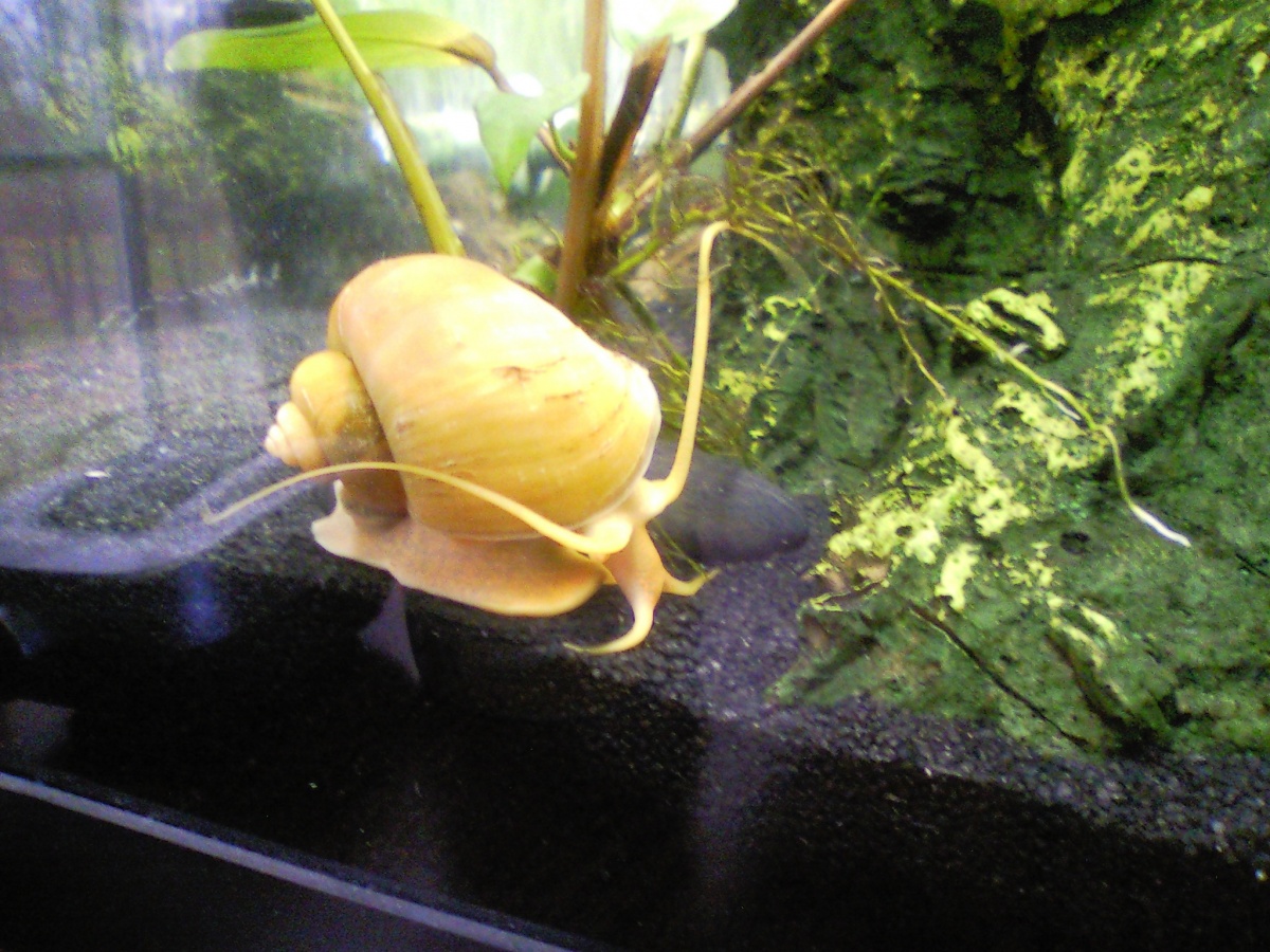 My monster golden mystery snail