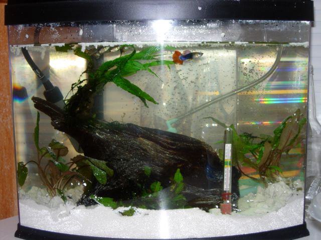 my new 5 gal Eclipse.
4 Guppies, 4 Snails