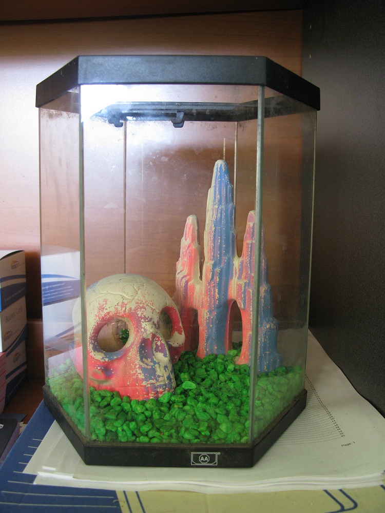 My new Betta tank.  Don't you just love it? So bright and colorful!