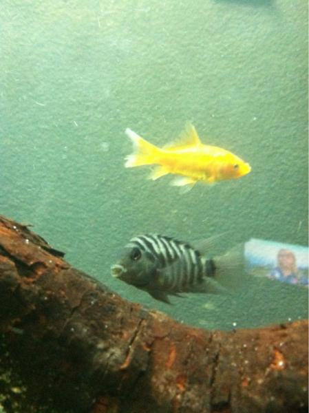 My new convict cichlid he is great!!!