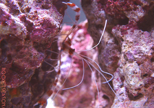 My new Coral Banded Shrimp showing off for the camera.

(really good camoflauge for such a colorful creature!)
