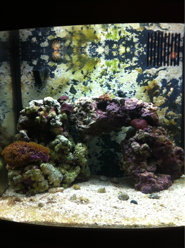 My new corals settling in - November 13th/12