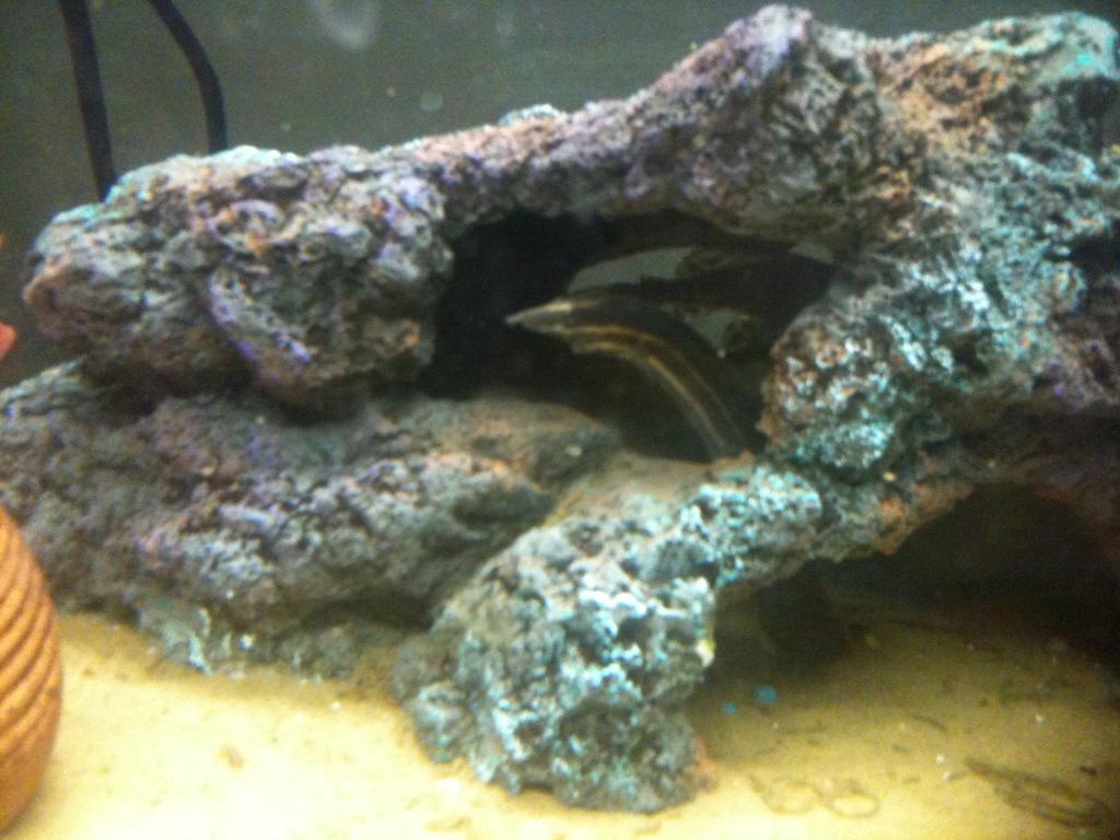 My new Fire Eel that I picked up today :)