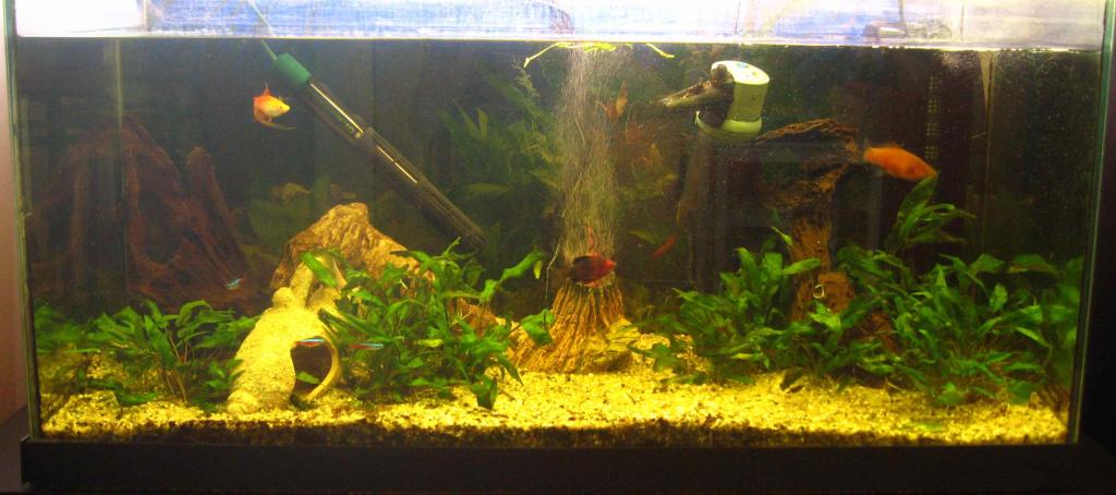 My new second-hand aquarium a few weeks after  set up in its new home and introduction of new driftwood.    Still a work in progress.