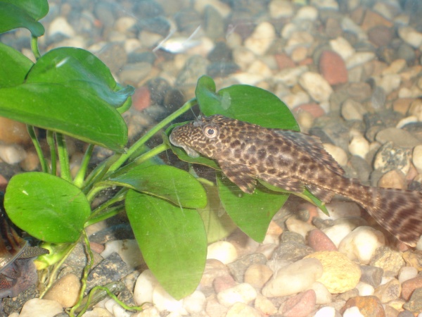 my newest and smallest pleco tasting my new anubia.